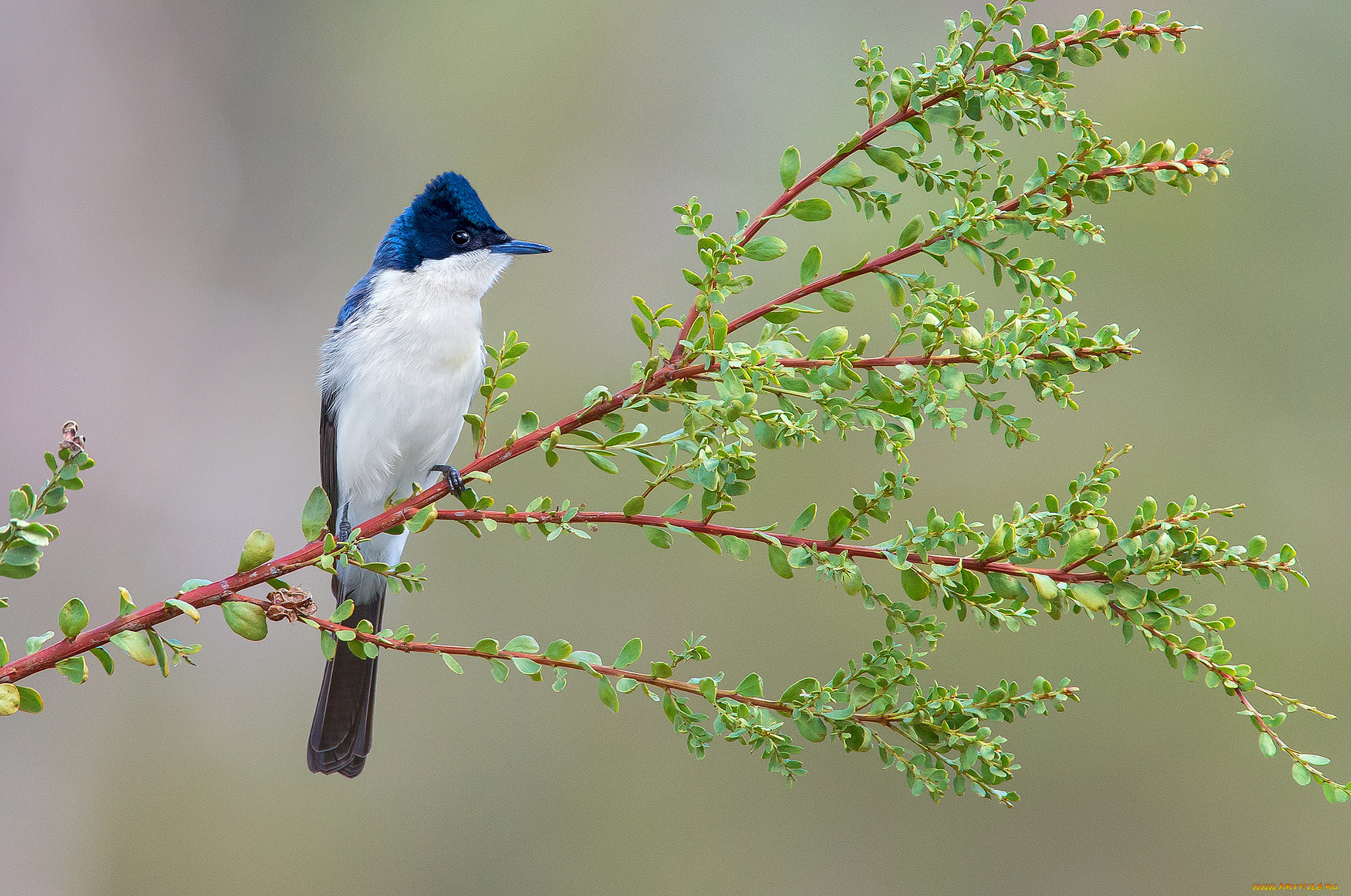 restless flycatcher, , , 